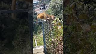 Monkey in Solan | Happy Sunday guys 😊 #nature #shortvideo #viral #shorts #solan