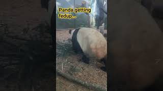 Panda....