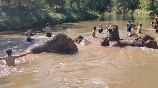 Elephants bathing and splashing near Chiang Mai