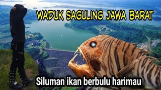 🔴SILUMAN IKAN BERBULU HARIMAU DI WADUK SAGULING JAWA BARAT