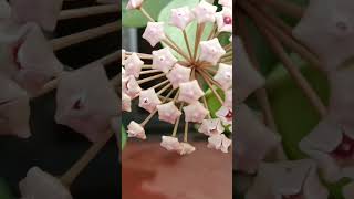 Hoya blooming stages