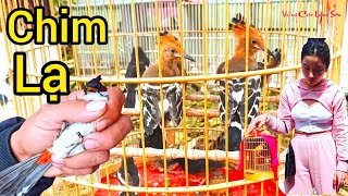 Bắt Gặp Loài Chim Đầu Dìu Tại Chợ Chim Lạng Sơn | Nghe Cái Tên Rất Lạ