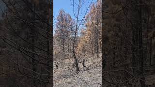 Biriya Forest - Northern Israel 10.7.24