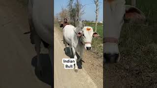 Indian Cow #indiancows #indiancowmarket #indiancowandhorselovers