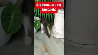 SIKUCING KECIL SEDANG BINGUNG #Shorts