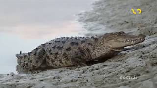 Wildlife of Iran "Mugger Crocodile"