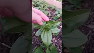 pinch your zinnias for more flowers