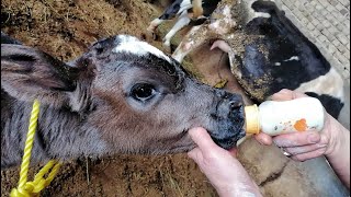 Feeding a newborn calf in a milk bottle 😋