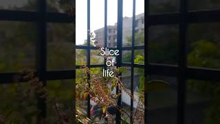 slice of life ..✨️🍂                                       #trending #shorts #viral #reels #study