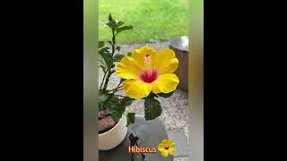 Hibiscus rosa