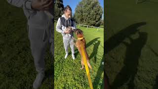 Atom🐕Vs lapin🐇. #video #dog #malinois #viral #youtubeshorts #chien #atom #lapine #k9