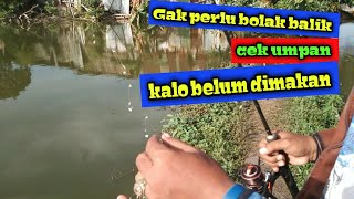 terbukti ampuh..!!! mancing nila dengan rangkaian ini ga perlu cek umpan setiap saat.