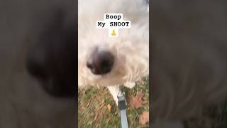 I dare you to BOOP Cute dog 🐶 SNOOT.  #dog #shorts #cuteanimals