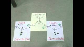 Serine-Valine-Threonine-flipped-PeptideChain-SchroederDiamonds