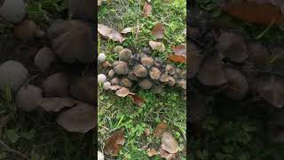 Don't pick the mushroom #Shorts #nature #mushroom