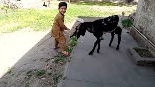 Chal Mare jaharo urrrrr urrrrrr Rayan Ruman Funny Video