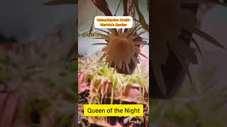 QUEEN OF THE NIGHT BLOOM