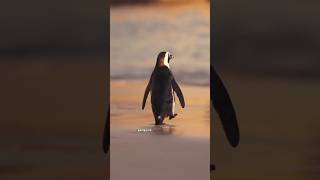 Penguin are Flightless Bird #penguin #facts #animals #wildlife #nature