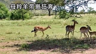 母羚羊分娩在即，却无奈要一边奔跑一边产崽，动物的母爱同样伟大