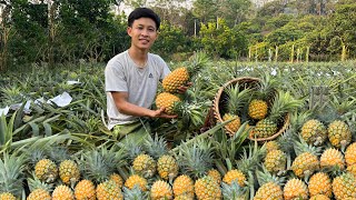 Harvesting pineapples go market sell, Harvest the first duck eggs, cooking. 2 Years Alone in Forest