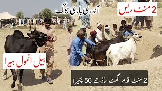 ||Tow 2 minutes bull race||Bail Dor||Amazing video||دو منٹ بیل دوڑ گرلہ