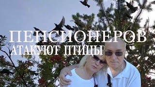 ПЕНСИОНЕРОВ АТАКУЮТ ПТИЦЫ,