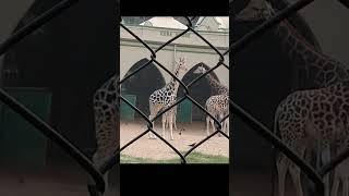 kolkata zoo short video