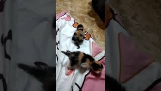 Bolly dan 4 Anak Calico nya | kucing Calico #kucing ##catshorts