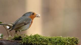 The Beauty of Nature: A Captivating Video Collection