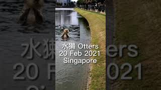 农历新年牛年水獭家族到访 - 新加坡 Otters family visit in CNY Year of Ox - Singapore YouTube shorts