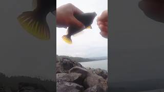 ikan pogot pogot lagi paling mantap abis bosku shorts viral #