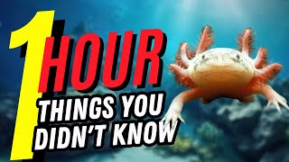 1 Hour of Things You Didn't Know 🤯 #3