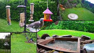 Little sparrow stands motionless for nearly 3 minutes after scare