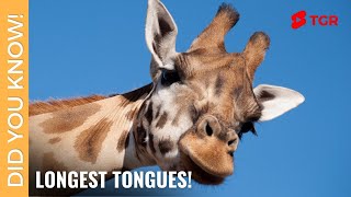 Why the giraffes tongues are blue? - | #ShortVideo 046