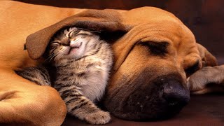 BIG DOG🐶 AND LITTLE 😺KITTEN | 👍ANIMALS