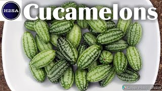 Cucamelons H2SA Code : V001