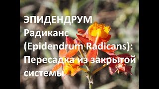 ЭПИДЕНДРУМ Радиканс(Epidendrum Radicans):Пересадка из закрытой системы.