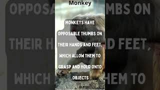 Facts about monkeys