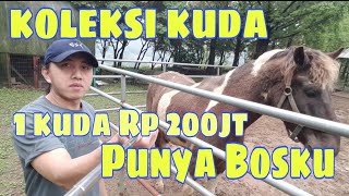 PETERNAKAN KUDA PACU BOSKU