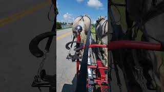 Grey Percherons in Town