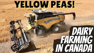 Combining Yellow Peas!