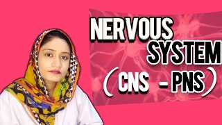 Introduction To Nervous System | Central Nervous System | Peripheral Nervous System