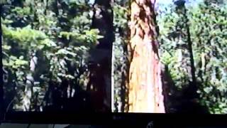 Giant Sequoia - The mother of all trees - Sierra Redwood