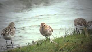 Curlew Sandpiper at Ogmore Estuary