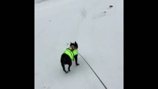 Walking with my dog in the snow