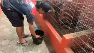 inilah pakan ayam di RJ Farm Jogjakarta Indonesia