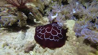 Underwater Video Scuba Diving in Sabang Puerto Galera Philippines