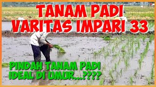 TANAM PADI MANUAL|| MANUAL RICE PLANTING