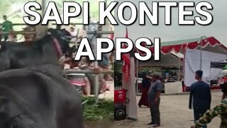 KUMPULAN SAPI BESAR SAPI VIRAL KONTES APPSI