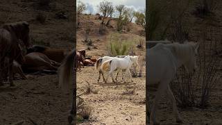 National Love Horses Day #horsevideo #majestichorses #amazinghorse #bighorse #horselife